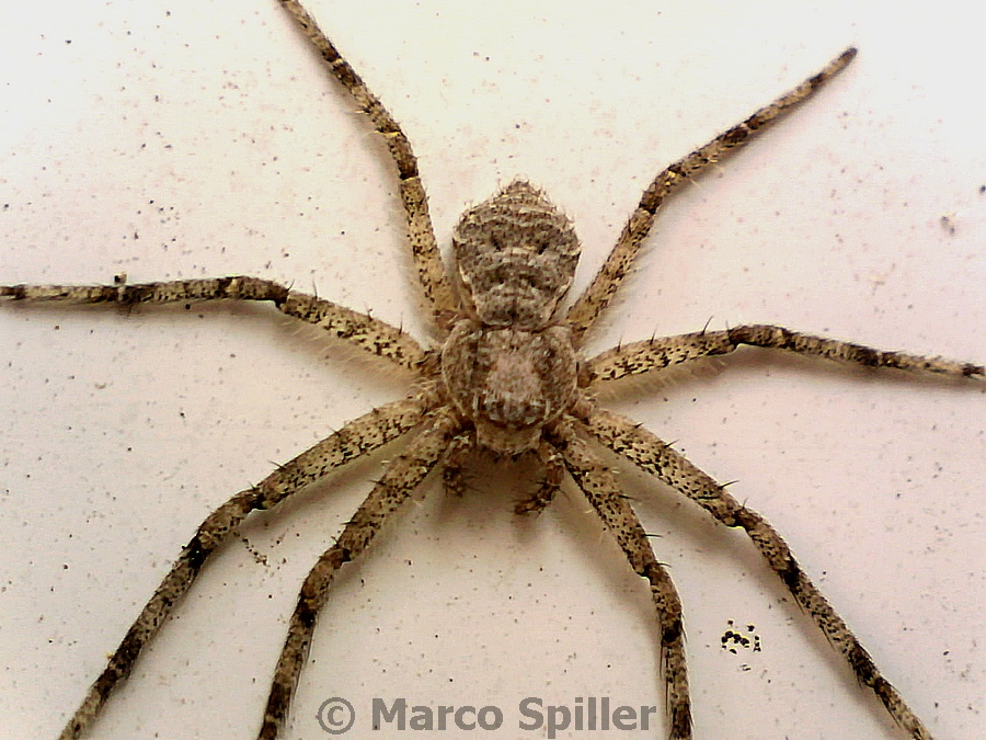 Philodromus margaritatus - Bibione (VE)